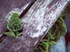 Sempervivum under Seat